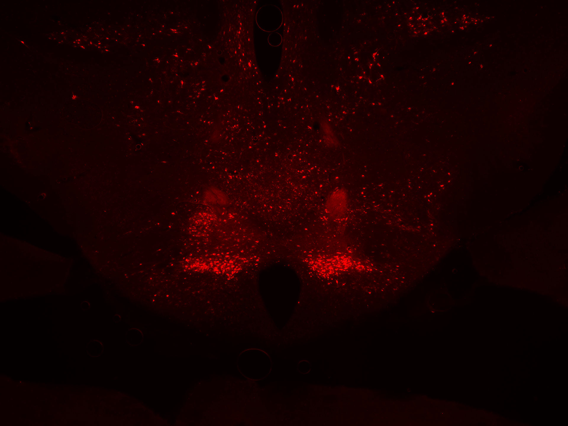 Addgene: AAV Data Hub - pAAV-hSyn-DIO-mCherry in Mouse (AAV8)